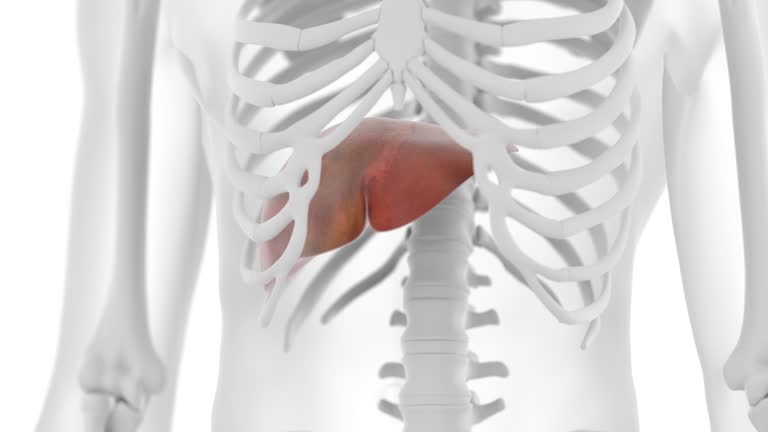 YOUR LIVER AND DETOXIFICATION